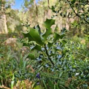 Ilex aquifolium at QPRC LGA - 9 Mar 2024