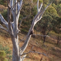 Aquila audax (Wedge-tailed Eagle) at Cook, ACT - 8 Mar 2024 by CathB