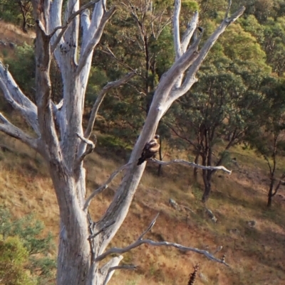 Aquila audax (Wedge-tailed Eagle) at Mount Painter - 9 Mar 2024 by CathB