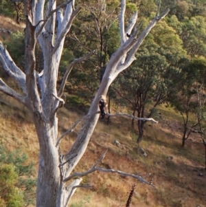 Aquila audax at Mount Painter - 9 Mar 2024 08:04 AM