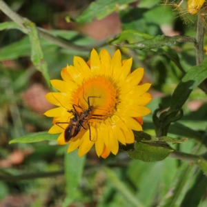 Gminatus australis at Tallaganda State Forest - 9 Mar 2024