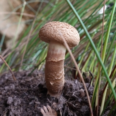 Unidentified Bolete - Fleshy texture, stem central (more-or-less) at Bulee, NSW - 6 Mar 2024 by RobG1