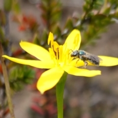 Lasioglossum (Homalictus) urbanum (Furrow Bee) at Bulee, NSW - 6 Mar 2024 by RobG1
