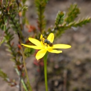 Lasioglossum (Homalictus) urbanum at Morton National Park - 6 Mar 2024