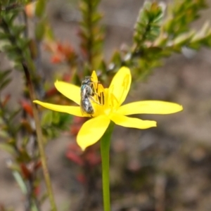 Lasioglossum (Homalictus) urbanum at Morton National Park - 6 Mar 2024