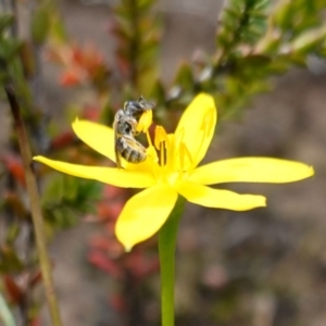 Lasioglossum (Homalictus) urbanum at Morton National Park - 6 Mar 2024