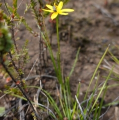 Lasioglossum (Homalictus) urbanum at Morton National Park - 6 Mar 2024