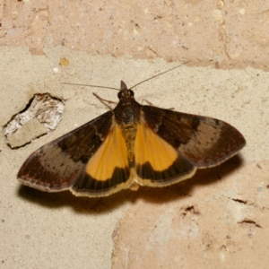 Uresiphita ornithopteralis at Harrison, ACT - 3 Mar 2024