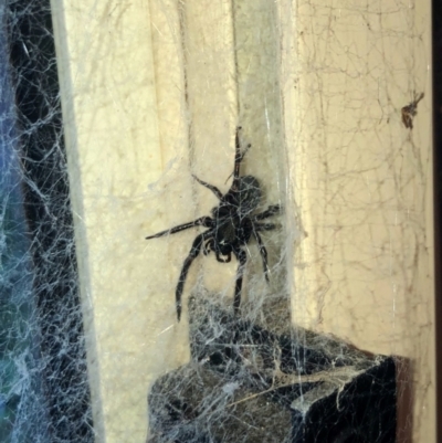 Badumna (genus) (Lattice-web spider) at Belconnen, ACT - 9 Mar 2024 by JoeG
