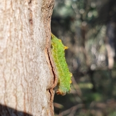 Doratifera oxleyi (Painted Cup Moth) at Mount Ainslie - 8 Mar 2024 by jmcleod