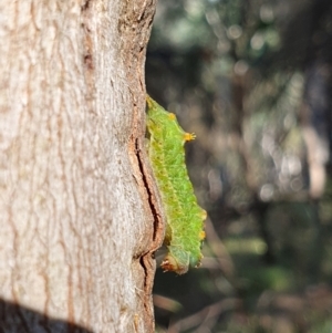 Doratifera oxleyi at Mount Ainslie - 9 Mar 2024