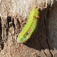 Doratifera oxleyi at Mount Ainslie - 9 Mar 2024