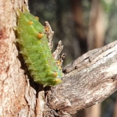 Doratifera oxleyi at Mount Ainslie - 9 Mar 2024