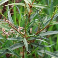 Persicaria lapathifolia at Wodonga - 8 Mar 2024 by KylieWaldon