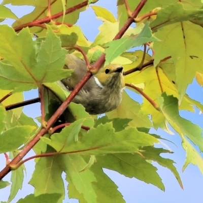 Ptilotula penicillata (White-plumed Honeyeater) at Wodonga, VIC - 8 Mar 2024 by KylieWaldon