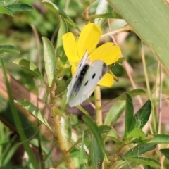 Pieris rapae (Cabbage White) at Belvoir Park - 8 Mar 2024 by KylieWaldon