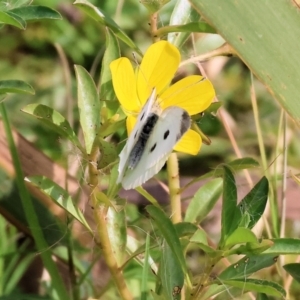 Pieris rapae at Belvoir Park - 9 Mar 2024