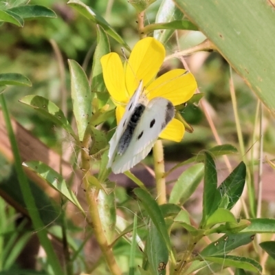 Pieris rapae (Cabbage White) at Wodonga - 8 Mar 2024 by KylieWaldon