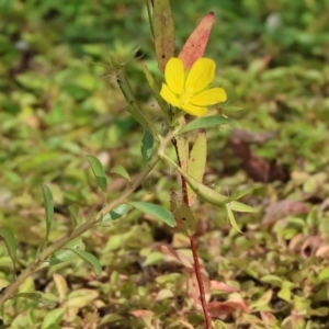 Ludwigia peploides subsp. montevidensis at Belvoir Park - 9 Mar 2024