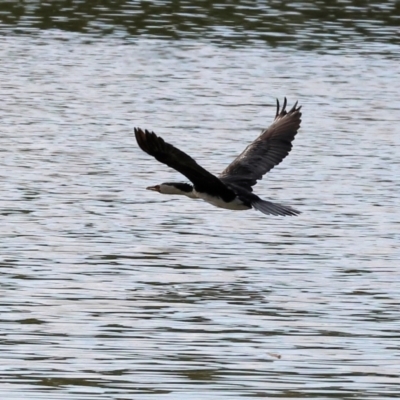 Microcarbo melanoleucos (Little Pied Cormorant) at Wodonga - 8 Mar 2024 by KylieWaldon