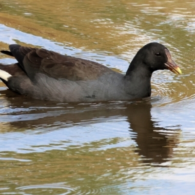 Gallinula tenebrosa (Dusky Moorhen) at Wodonga, VIC - 8 Mar 2024 by KylieWaldon