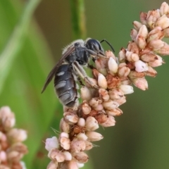 Unidentified Bee (Hymenoptera, Apiformes) at Wodonga, VIC - 8 Mar 2024 by KylieWaldon