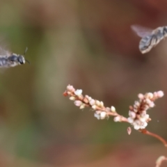 Unidentified Bee (Hymenoptera, Apiformes) at Wodonga - 8 Mar 2024 by KylieWaldon