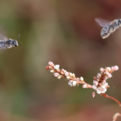 Unidentified Bee (Hymenoptera, Apiformes) at Belvoir Park - 9 Mar 2024 by KylieWaldon