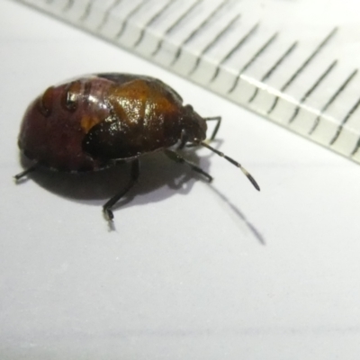 Pentatomidae (family) (Shield or Stink bug) at Flea Bog Flat to Emu Creek Corridor - 7 Mar 2024 by JohnGiacon