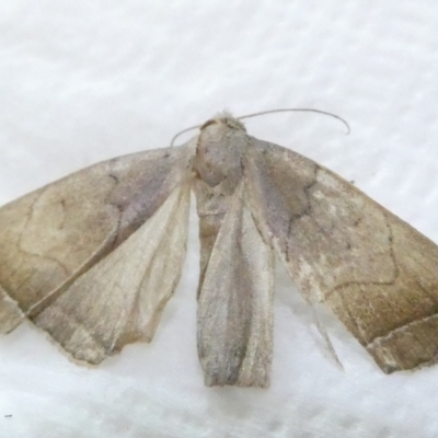 Simplicia armatalis (Crescent Moth) at Emu Creek Belconnen (ECB) - 8 Mar 2024 by JohnGiacon