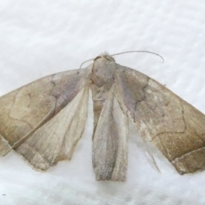 Simplicia armatalis (Crescent Moth) at Belconnen, ACT - 7 Mar 2024 by JohnGiacon