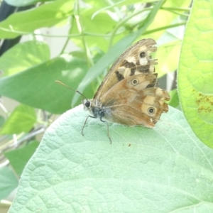 Heteronympha paradelpha at Emu Creek Belconnen (ECB) - 8 Mar 2024