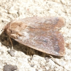 Helicoverpa (genus) at Emu Creek Belconnen (ECB) - 8 Mar 2024 by JohnGiacon