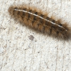 Ardices (genus) (Tiger moth (formerly Spilosoma)) at Flea Bog Flat to Emu Creek Corridor - 8 Mar 2024 by JohnGiacon