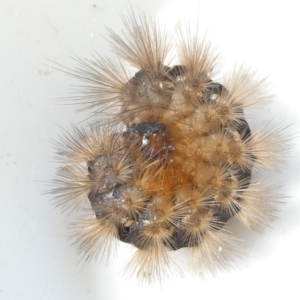 Ardices (genus) at Emu Creek Belconnen (ECB) - 8 Mar 2024