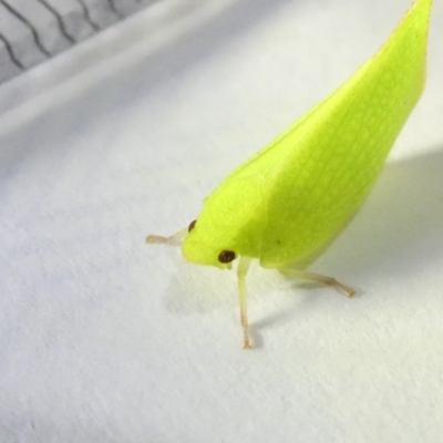 Siphanta sp. (genus) (Green planthopper, Torpedo bug) at Belconnen, ACT - 8 Mar 2024 by JohnGiacon