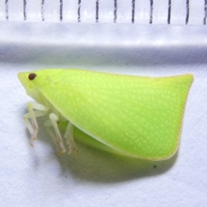 Siphanta sp. (genus) at Emu Creek Belconnen (ECB) - 8 Mar 2024