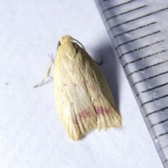 Heteroteucha occidua (A concealer moth) at Emu Creek Belconnen (ECB) - 8 Mar 2024 by JohnGiacon