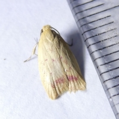 Heteroteucha occidua (A concealer moth (Wingia group)) at Emu Creek Belconnen (ECB) - 8 Mar 2024 by JohnGiacon