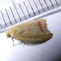 Heteroteucha occidua at Emu Creek Belconnen (ECB) - 8 Mar 2024