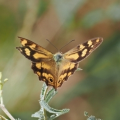 Heteronympha banksii (Banks' Brown) at Uriarra Village, ACT - 6 Mar 2024 by RAllen