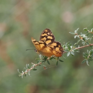 Heteronympha banksii at Lower Cotter Catchment - suppressed