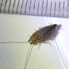 Ectobiidae sp. (family) (Cockroach) at Emu Creek Belconnen (ECB) - 8 Mar 2024 by JohnGiacon