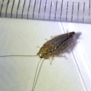 Ectobiidae sp. (family) at Emu Creek Belconnen (ECB) - 8 Mar 2024