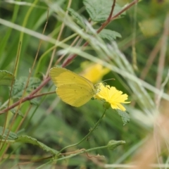 Eurema smilax (Small Grass-yellow) at Uriarra Village, ACT - 6 Mar 2024 by RAllen