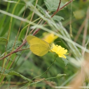 Eurema smilax at Lower Cotter Catchment - 6 Mar 2024 11:33 AM