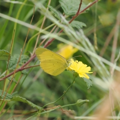 Eurema smilax (Small Grass-yellow) at Uriarra Village, ACT - 6 Mar 2024 by RAllen