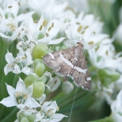 Spoladea recurvalis (Beet Webworm) at Hall, ACT - 9 Mar 2024 by Anna123