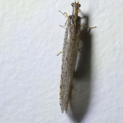 Osmylidae sp. (family) (Osmylid lacewing) at Emu Creek Belconnen (ECB) - 8 Mar 2024 by JohnGiacon