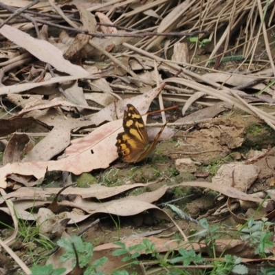 Heteronympha banksii (Banks' Brown) at Uriarra Village, ACT - 6 Mar 2024 by RAllen